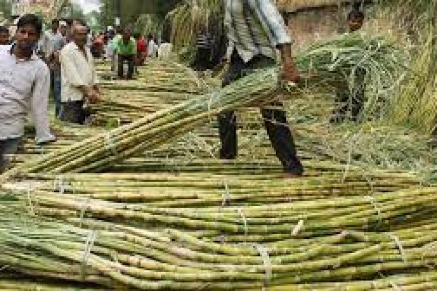 गन्ने की उपज बढ़ाने पर योगी सरकार का जोर