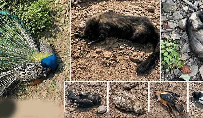 खैरागढ़-के-दल्लीखोली-जंगल-में-वन्यजीवों-की-रहस्यमयी-मौत,-जलस्रोत-के-पास-मिले-मोर-समेत-कई-शव