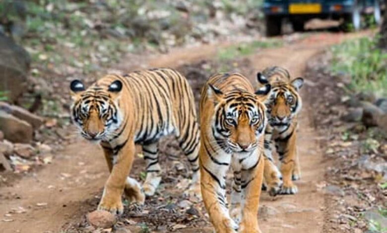 पेंच टाइगर रिजर्व में पेंच एडवांस वार्निंग सिस्टम से होगी वन्यजीव संरक्षण की निगरानी