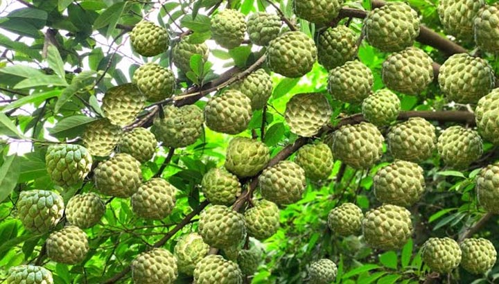 मालवा-निमाड़ में फसल विविधीकरण का असर, केला-चिया-सीताफल जैसी हाई वैल्यू फसलों से बढ़ रही किसानों की आय