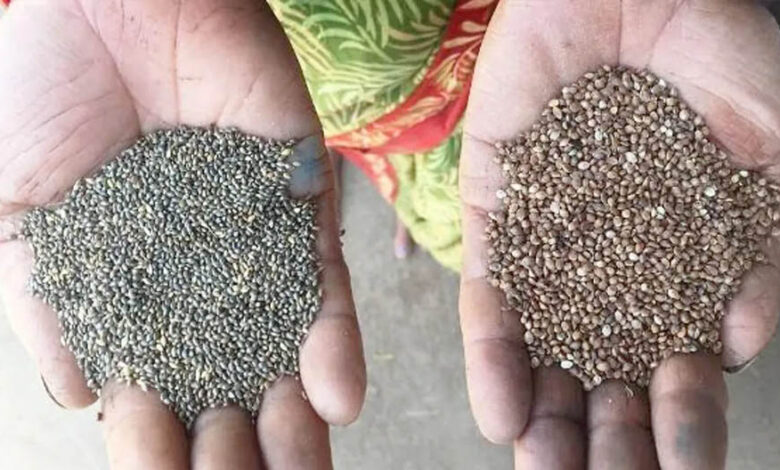 कोदो-कुटकी की खेती अपनाएं, पोषण और समृद्धि दोनों पाएं