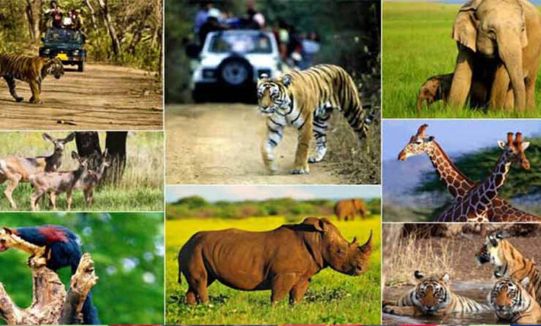 वन,-वन्यजीव-और-पर्यावरण-कानूनों-के-प्रभावी-क्रियान्वयन-के-लिए-न्यायिक-एवं-प्रशासनिक-समन्वय-ज़रूरी